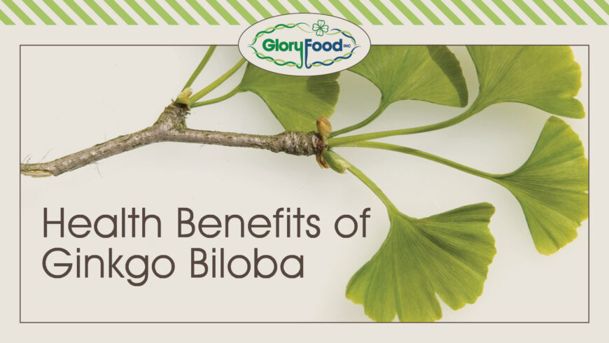 Ginkgo Biloba Health Benefits